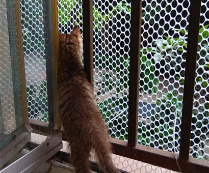 Kedi Koruma Filesi
